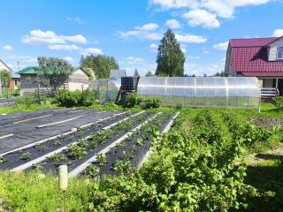 Продам дачу беловая отделка с плодоносящим садом фото 3 Дубна