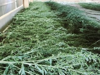 Продается деревянный дом косметический ремонт имеется баня под личное подсобное хозяйство фото 37 Село Рыбинка