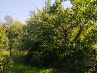Продам дом с плодоносящим садом хорошее состояние фото 11 Спасск-Рязанский