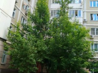 Продаю 1 комнатную квартиру с мебелью фото 30 Москва