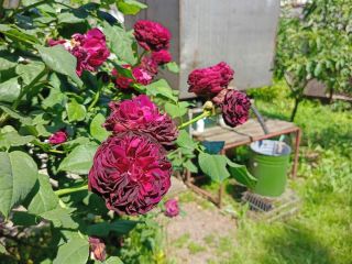 Продам дом имеются хозяйственные постройки с плодоносящим садом фото 12 Крымск