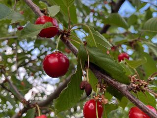 Продается деревянный дом с коммуникациями есть документы фото 3 Волгоград