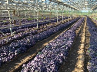 Продается помещение под производство асфальтная дорога фото 4 Жуков