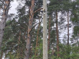 Продам зем участок c артезианской скважиной в дачном некоммерческом партнерстве фото 35 Приозерск