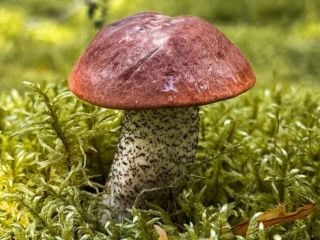 Продается зем участок фото 10 Вышний Волочёк