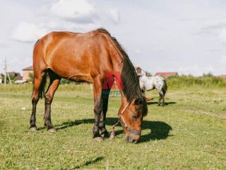 Продается кирпичный дом подключена канализация своя скважина фото 22 Ярославль