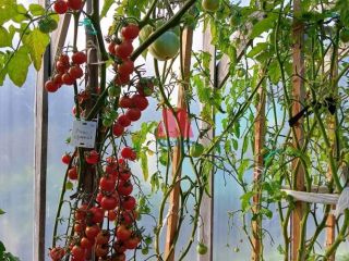 Продается кирпичный дом видеонаблюдение есть баня фото 3 Рыбинск