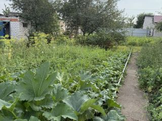 Продаю дачу необходим косметический ремонт имеется баня фото 14 СНТ Мечта