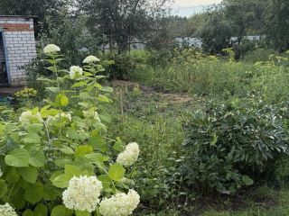 Продаю дачу необходим косметический ремонт имеется баня фото 15 СНТ Мечта