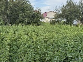 Продаю дачу необходим косметический ремонт имеется баня фото 17 СНТ Мечта