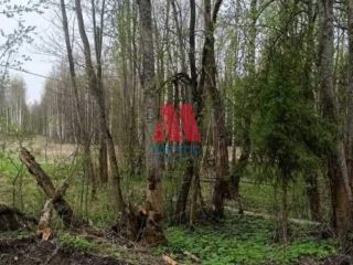 Продается земельный участок рядом асфальт фото 4 Гаврилов-Ям