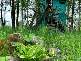 Продам земельный участок подведено электричество с плодоносящим садом фото 10 Псков