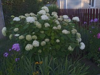 Продаю кирпичный дом с мебелью есть электричество фото Шацк